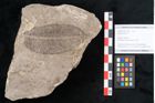 Foto (Objekt + Etikett) von Juglans bilinica (NHMW-GEO-2024-0188-11454)